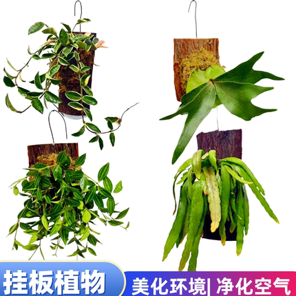 鹿角蕨白锦鸟巢蕨球兰挂板栽好红叶丝苇椒草阳台带板栽好植物美化
