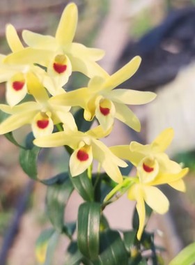 黄河石斛 稀有兰花 黄色花有点像铁皮但不是铁皮石斛花卉绿植盆栽