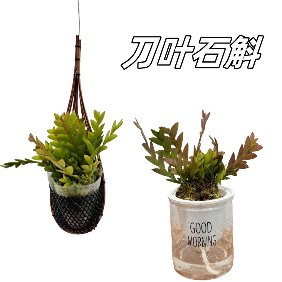 刀叶石斛 剑叶盆景观赏石斛 兰附生吊兰花卉绿植盆栽绿不落叶品种