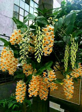 球花石斛球兰吊兰蓓莅兰花洋兰花