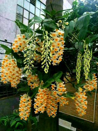 球花石斛 易花球形花 大串花 绿植盆栽盆景 吊兰花附生兰春季开花