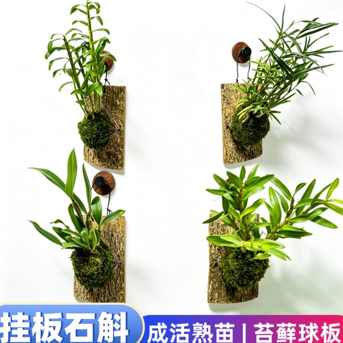 石斛兰带苔藓熟苗已成活