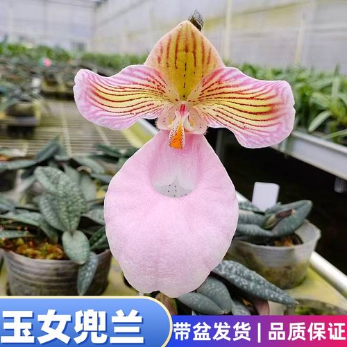 玉女兜兰金童杏黄带叶硬叶兜兰