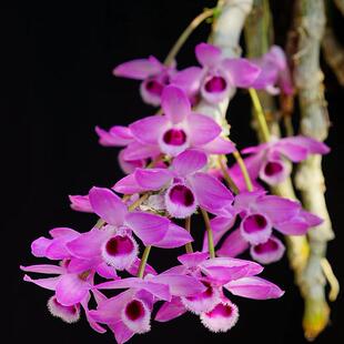 （带新芽）麝香石斛稀有品种紫瓣石斛浓香附生兰花卉绿植盆栽观赏