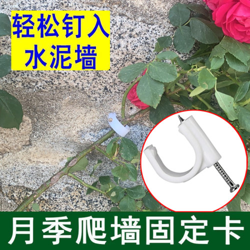 月季爬墙固定器绿植上墙固定卡扣园艺花枝牵引辅助水泥钉户外墙钉