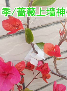 绿植墙面固定器园艺花墙月季蔷薇花枝爬墙牵引攀爬户外黏贴卡扣夹