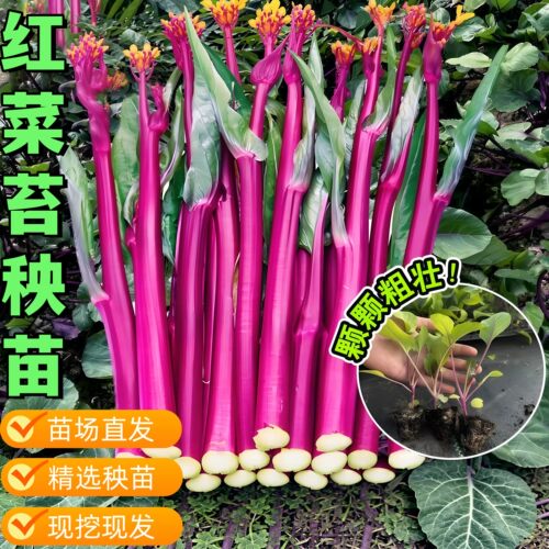 正宗红菜苔苗四季庭院阳台盆栽蔬菜秧苗大全耐寒青菜苔苗白菜苗