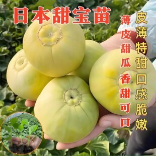 日本甜瓜苗带土幼苗甜宝秧苗超甜绿宝石老品种香瓜苗秧本地特大号