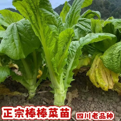 四川特产棒棒菜苗娃娃菜苗儿菜苗秧苗大头菜抱子菜芥菜秋季蔬菜秧