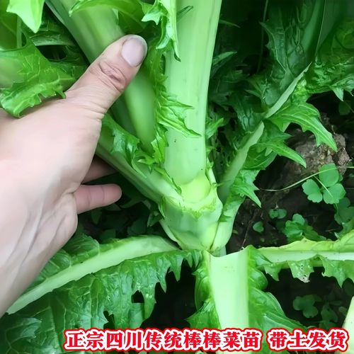 川贵本地棒棒菜苗娃娃菜苗儿菜苗秧苗大头菜抱子菜芥菜秋季蔬菜秧