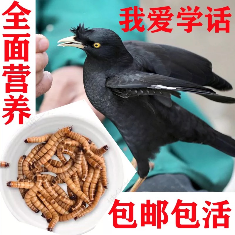 八哥廖画哥眉幼鸟雏鸟幼崽幻苗粮活营养粉专用小鸟饲料食物粮食