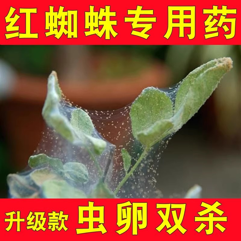 月季红蜘蛛专用药散尾葵竹子茉莉花柠檬树绣球花卉灭治红蜘蛛的药
