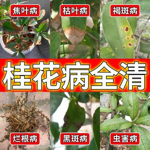 桂花病全治专用药黄叶焦叶斑病桂花树叶子干尖枯叶病黑斑病杀菌剂