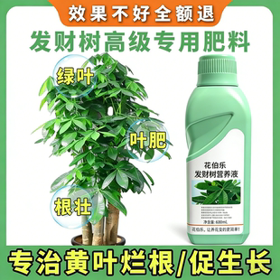 发财树专用营养液复合肥料治疗掉叶黄斑植物叶子发黄叶烂根怎么办