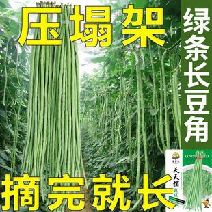 摘不败长豇豆种子压塌架青条长豆角种籽早熟高产易种四季蔬菜种孑