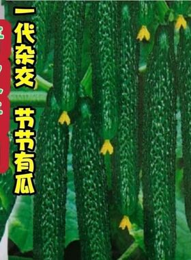 强雌津研四号黄瓜种子绿肉绿心节节有瓜密刺青黄种子农家黄瓜种籽
