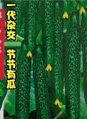 强雌津研四号黄瓜种子绿肉绿心节节有瓜密刺青黄种子农家黄瓜种籽