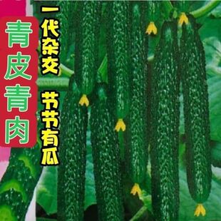 强雌津研四号黄瓜种子绿肉绿心节节有瓜密刺青黄种子农家黄瓜种籽