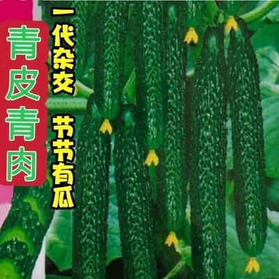 强雌津研四号黄瓜种子绿肉绿心节节有瓜密刺青黄种子农家黄瓜种籽