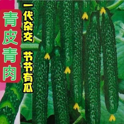 强雌津研四号黄瓜种子绿肉绿心节节有瓜密刺青黄种子农家黄瓜种籽