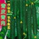 强雌津研四号黄瓜种子绿肉绿心节节有瓜密刺青黄种子农家黄瓜种籽