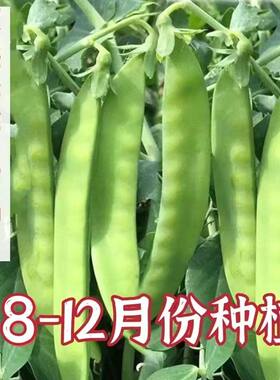 甜脆荷兰豆种子菜豌豆双花双夹高产耐寒农家自种秋冬季豆角菜种子