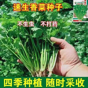 易发芽大叶香菜种子香菜籽耐热四季阳台室内盆栽种籽蔬菜种子大全