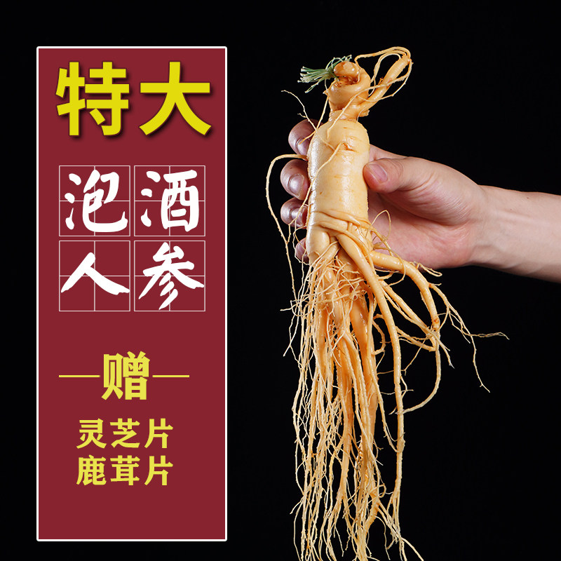 长白山泡酒人参保鲜参特大人参新鲜东北山参泡酒药材整枝泡酒专用