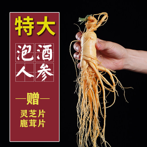 长白山泡酒人参保鲜参特大人参新鲜东北山参泡酒药材整枝泡酒专用