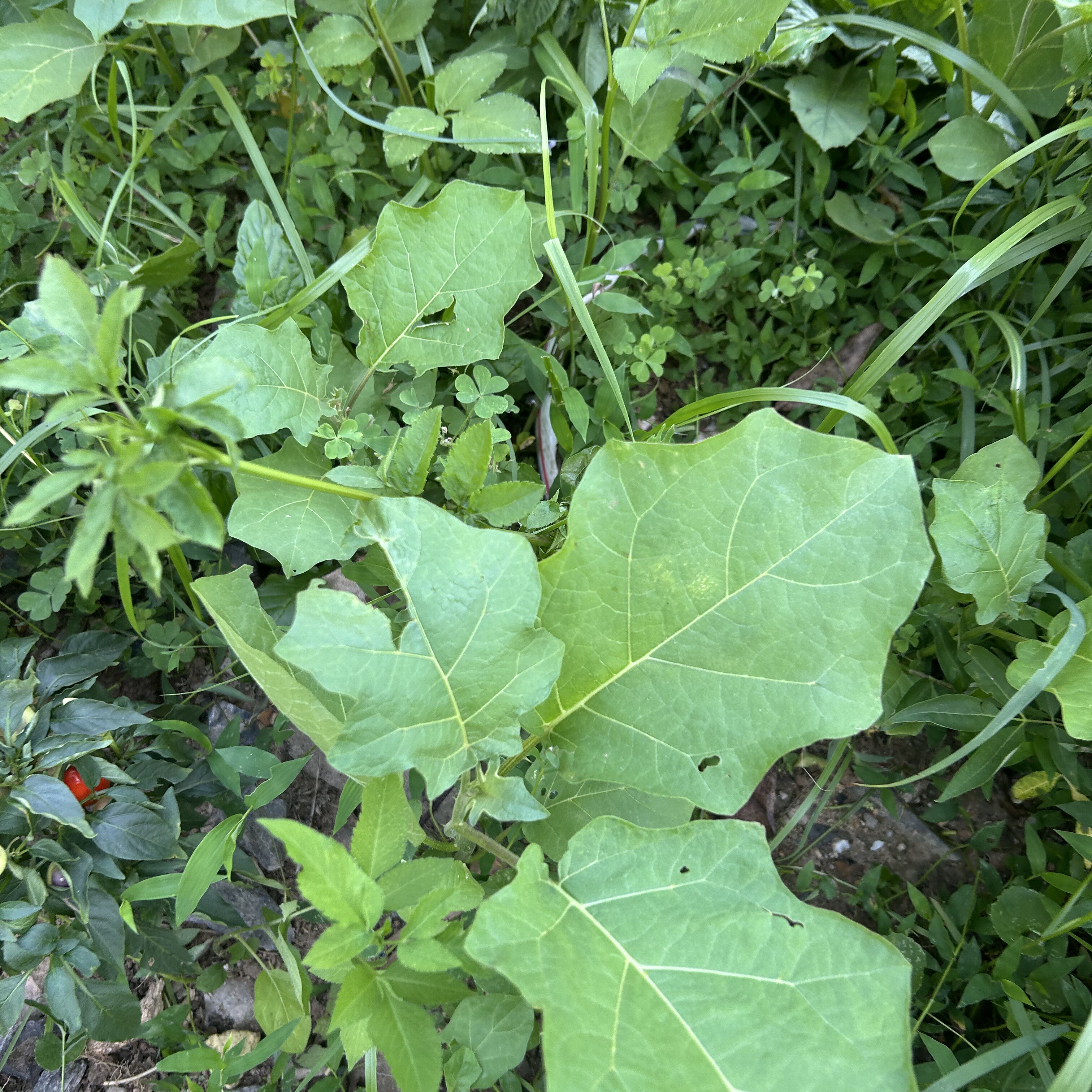 托鲁巴姆树现挖假茄子桩嫁接砧木庭院阳台观赏盆栽