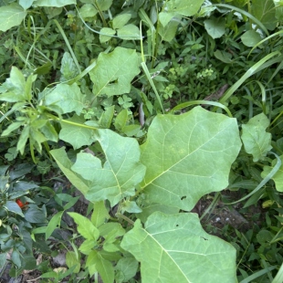 托鲁巴姆树现挖假茄子桩嫁接砧木庭院阳台观赏盆栽