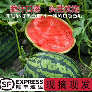 [顺丰上门]甘美4K西瓜东台直发无籽肉厚现摘当季蜜甜多汁水果脆爽