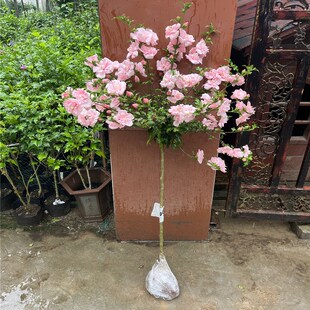 当年开花庭院阳台花园花期长 粉色雪纺木槿花盆栽大苗 可食用花卉