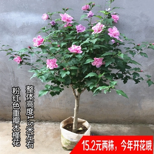 棒棒糖木槿花盆栽重瓣粉红色阳台当年开花粉红雪纺木槿苗庭院花树
