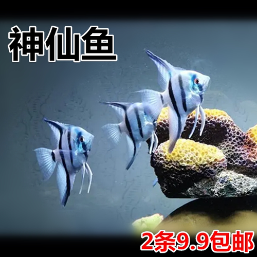 神仙鱼燕子新手好养淡水