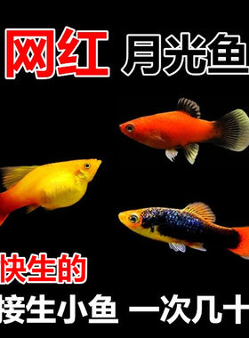 月光鱼公母混搭直接生小鱼淡水