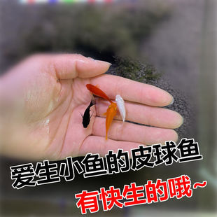 玛丽球鱼 回家直接生小鱼 胎生鱼 汤圆鱼 四色球球鱼 小型热带鱼