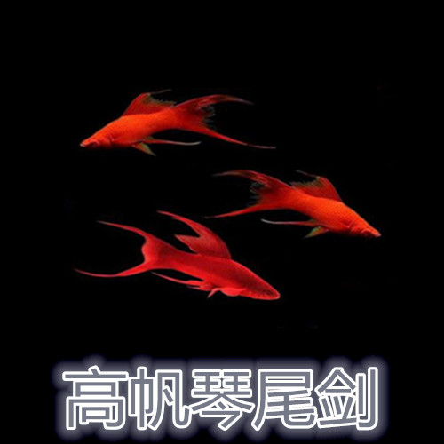 高帆燕尾红剑鱼双尾热带鱼招财鱼风水鱼红鸳鸯鱼大背鳍包邮包损