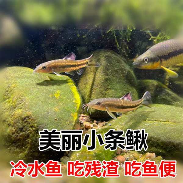 美丽小条鳅冷水清道夫温顺