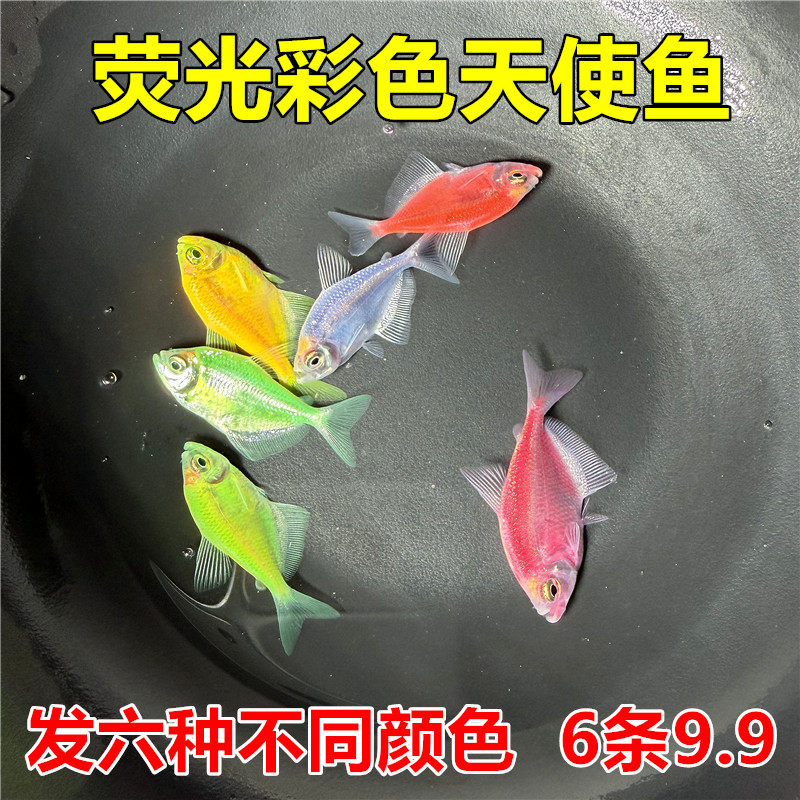 天使糖果鱼 不褪色的多彩鱼 群游彩色鱼青苹果翡翠柠檬红紫蓝天使
