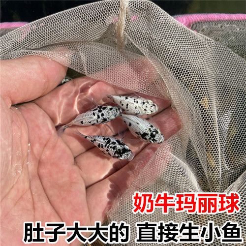 奶牛玛丽球直接生小鱼超可爱