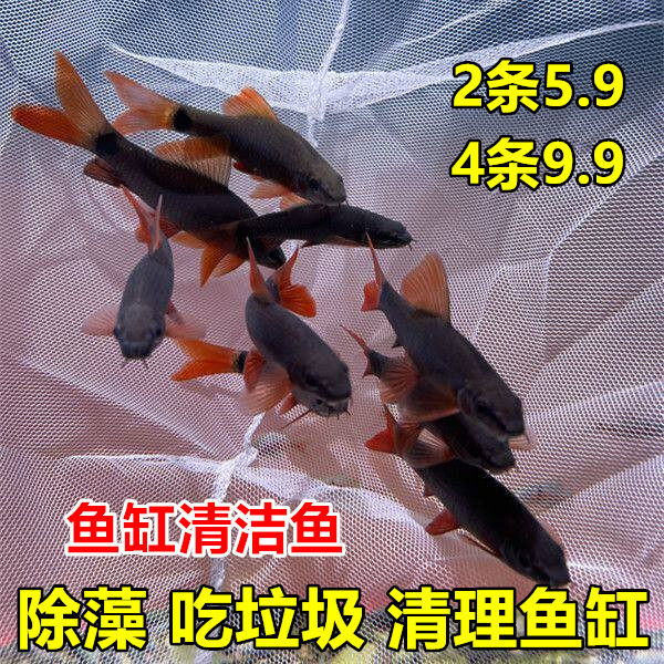 彩虹鲨 工具鲨 清洁鱼 工具鱼 清道夫吃残渣吃垃圾小型热带观赏鱼