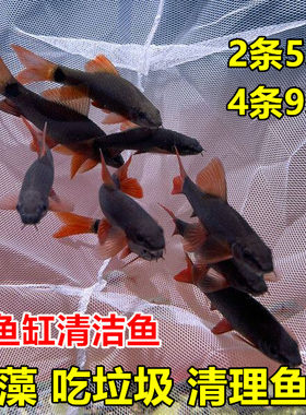 小型热带观赏鱼彩虹鲨
