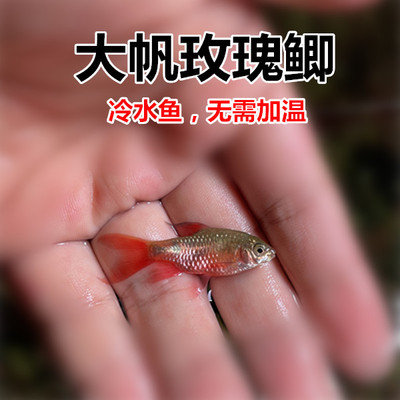 大帆玫瑰鲫公母冷水鱼淡水
