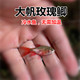 溪流缸造景鱼 大帆玫瑰鲫 无需加温 原生鱼 小型观赏鱼活 冷水鱼