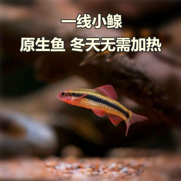 鱼小泉活体冷水原生工具除藻