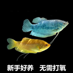 曼龙鱼 万龙鱼 吃蛋白虫 蓝曼龙黄曼龙鱼淡水热带鱼活体 新手好养