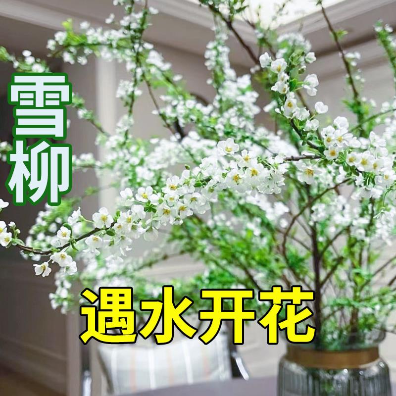 天降到手2.9！遇水开花雪柳6根*60厘米