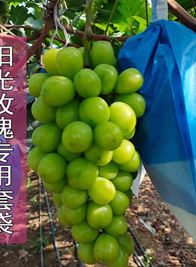 阳光玫瑰葡萄专用葡萄袋 绿色葡萄套袋 蓝色三色套袋晴王 葡萄纸