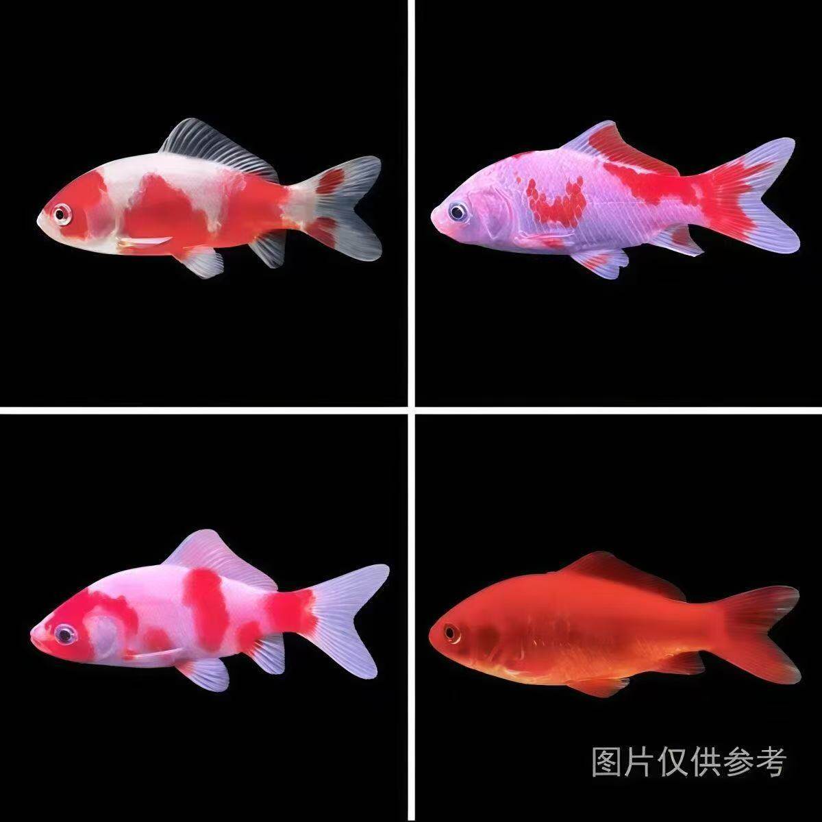 严选短尾红白草金长尾红白草金观鱼